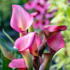 Rehmann-Calla rosa (x2) - Elegante Blüten ohne Aufwand