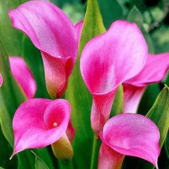 Rehmann-Calla rosa (x2) - Elegante Blüten ohne Aufwand
