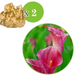 Rehmann-Calla rosa (x2) - Elegante Blüten ohne Aufwand