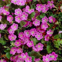 Reiherschnabel 'Bishop's Form' - Blütenteppich den ganzen Sommer