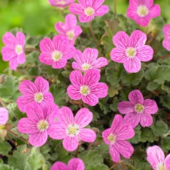 Reiherschnabel 'Bishop's Form' - Blütenteppich den ganzen Sommer