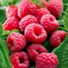 Remontant-Himbeeren Marastar ® COV MA29-20 - Zweimal ernten pro Jahr