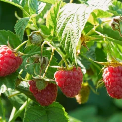 Remontant-Himbeeren Marastar ® COV MA29-20 - Zweimal ernten pro Jahr