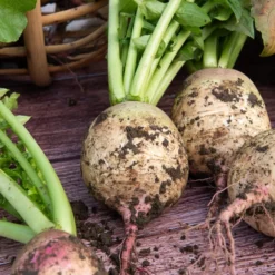 Rettich ‘Red Meat’ - Rot innen, mild im Biss