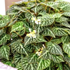 Rex-Begonie ‘Silver Jewel’ - Silberglanz sofort im Raum
