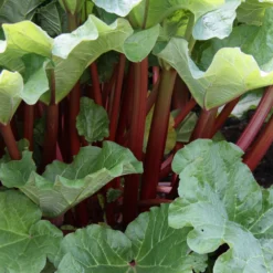 Rhabarber - Ernte schon im ersten Frühling