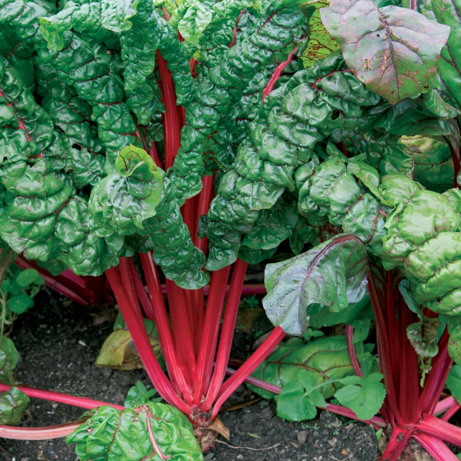 Rhabarber Mangold Rhubarb Chard - Leuchtend rot, schnell geerntet