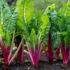 Rhabarber Mangold Rhubarb Chard - Leuchtend rot, schnell geerntet