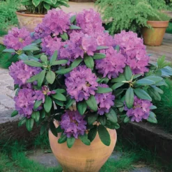 Rhododendron catawbiense 'Grandiflorum' - Lila Blütenpracht im Mai