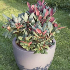Rhododendron 'Wine & Roses' - Laub, das die Farbe wechselt