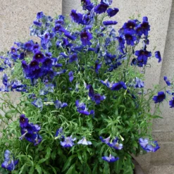 Röhrenblume Kew Blue - Tiefblau, das auffällt