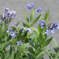 Röhrenstern 'Blue Ice' - Sternblüten ganz einfach