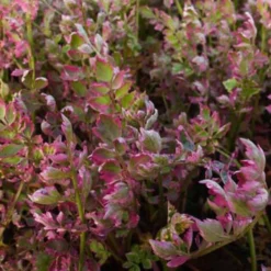 Röhriger Wasserfenchel ‘Flamingo’ - Buntes Laub am Wasserrand
