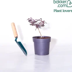Riemenblüte Black Pearl - Dunkles Laub das auffällt