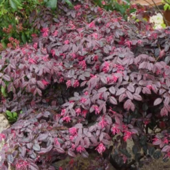 Riemenblüte Black Pearl - Dunkles Laub das auffällt