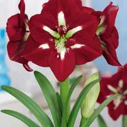 Riesen-Amaryllis-Kollektion (x2) - Majestätische Blütenpracht