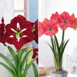 Riesen-Amaryllis-Kollektion (x2) - Majestätische Blütenpracht