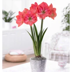 Riesen-Amaryllis-Kollektion (x2) - Majestätische Blütenpracht
