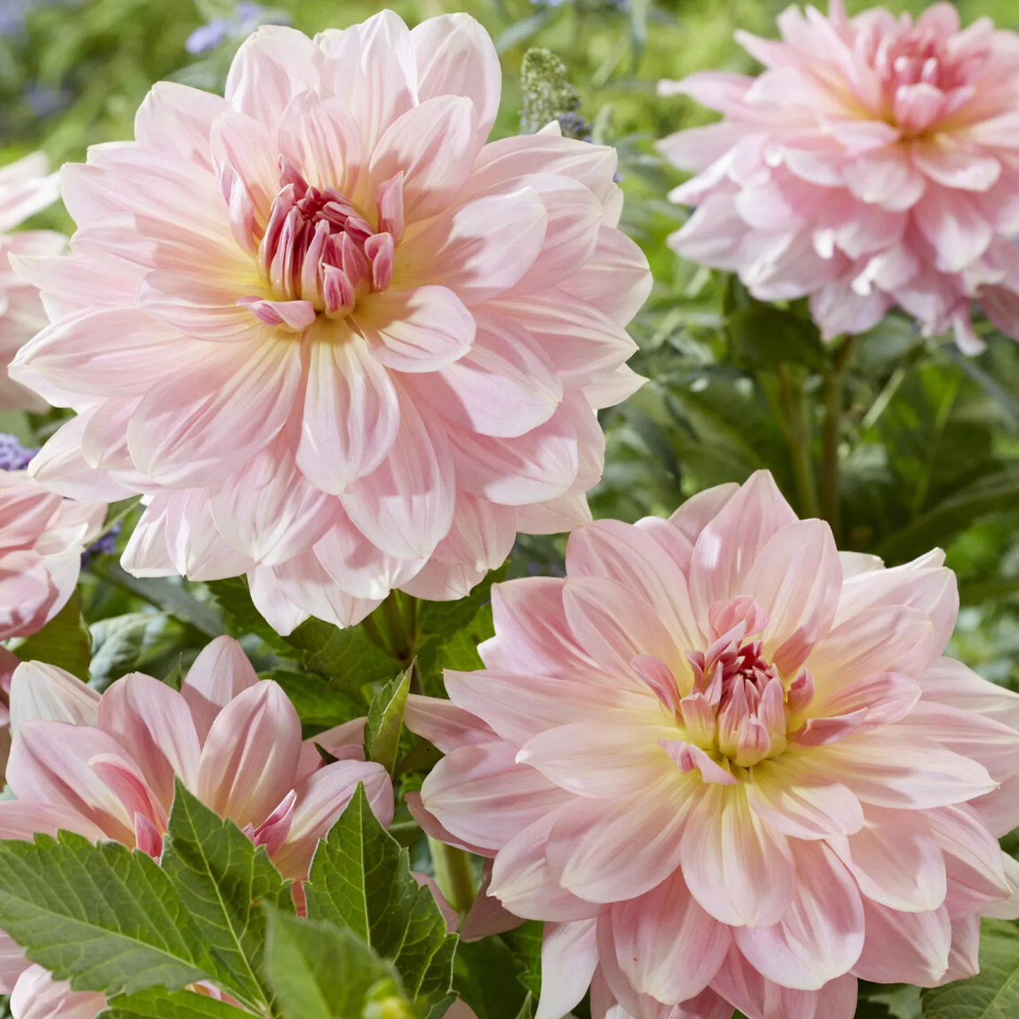 Riesen-Dahlie Fairway Pilot - Riesenblüten im Beet