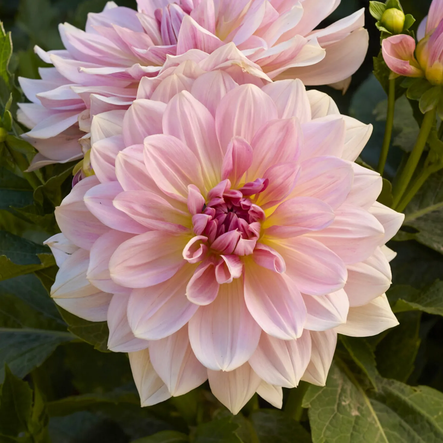 Riesen-Dahlie Fairway Pilot - Riesenblüten im Beet