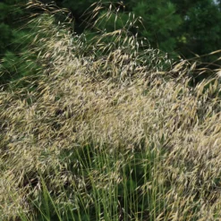 Riesen-Federgras (Stipa gigantea) - Goldener Glanz im Garten