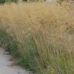 Riesen-Federgras (Stipa gigantea) - Goldener Glanz im Garten