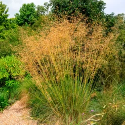 Riesen-Federgras (Stipa gigantea) - Goldener Glanz im Garten