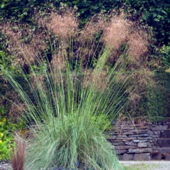 Riesen-Federgras (Stipa gigantea) - Goldener Glanz im Garten