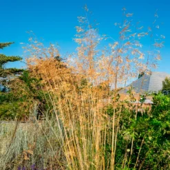 Riesen-Federgras (Stipa gigantea) - Goldener Glanz im Garten