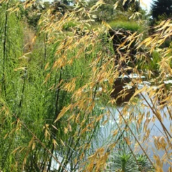 Riesen-Federgras (Stipa gigantea) - Goldener Glanz im Garten
