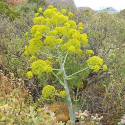 Riesenfenchel - Drei Meter pure Wow-Wirkung