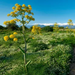 Riesenfenchel - Drei Meter pure Wow-Wirkung