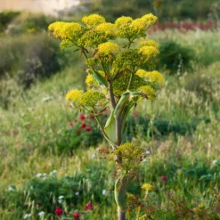 Riesenfenchel - Drei Meter pure Wow-Wirkung