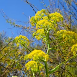 Riesenfenchel - Drei Meter pure Wow-Wirkung