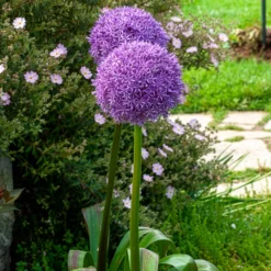Riesen-Lauch - Violette Kugeln über allem