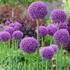 Riesen-Lauch - Violette Kugeln über allem