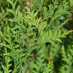 Riesen-Lebensbaum Atrovirens - Sichtschutz in Rekordzeit