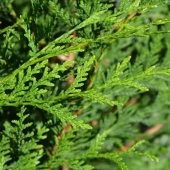 Riesen-Lebensbaum Atrovirens - Sichtschutz in Rekordzeit
