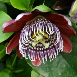 Riesen-Passionsblume - Exotik an Ihrer Wand