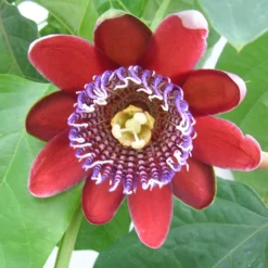 Riesen-Passionsblume - Exotik an Ihrer Wand