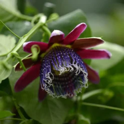 Riesen-Passionsblume - Exotik an Ihrer Wand