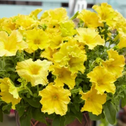 Riesen-Petunien gelb (x3) - Riesige gelbe Blüten sofort