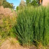 Riesen-Rutenhirse Northwind - Aufrecht und pflegeleicht