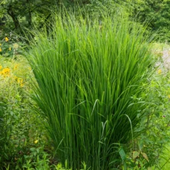 Riesen-Rutenhirse Northwind - Aufrecht und pflegeleicht