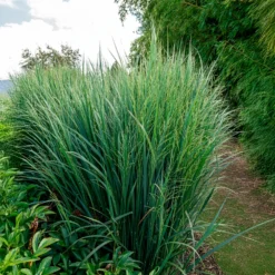 Riesen-Rutenhirse Northwind - Aufrecht und pflegeleicht