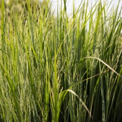 Riesen-Rutenhirse Northwind - Aufrecht und pflegeleicht