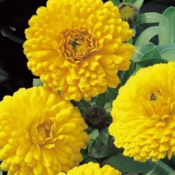 Ringelblume ‘Golden Yellow’ - Essbare Blüten, schnell im Beet