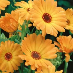 Ringelblume ‘Grand Nova’ Bio - Essbare Blüten fürs Beet