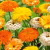 Ringelblumen Mischung (x3) - Blüten von März bis November