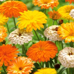 Ringelblumen Mischung (x3) - Blüten von März bis November